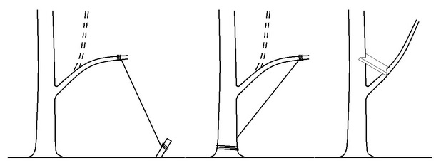 Оттяжки и распорки при отгибании ветвей