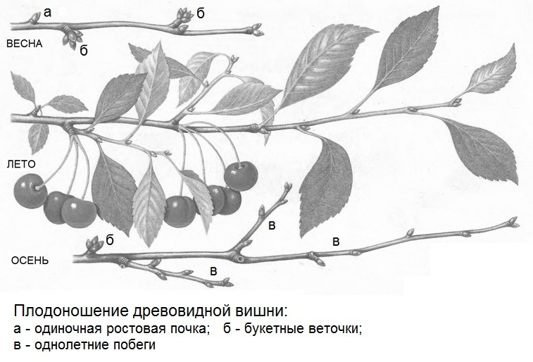 Иллюстрация плодоношения древовидных сортов вишни