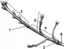 Расположение годичных приростов и наплывов на 3-летних ветках яблони